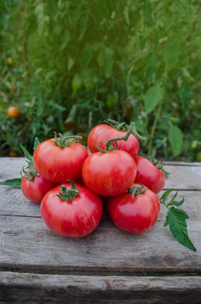 Tomates en la mesa de madera Montón de tomates frescos en la mesa de madera Concepto de producto natural Fondo de alimentos macro Tomates dulces de pájaro de fuego enano