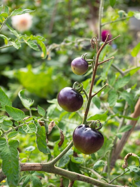 Tomates morados en una rama sobre un fondo desenfocado de un exuberante jardín vegetal verde Concepto de cosecha y recolección de alimentos orgánicos en jardines comestibles