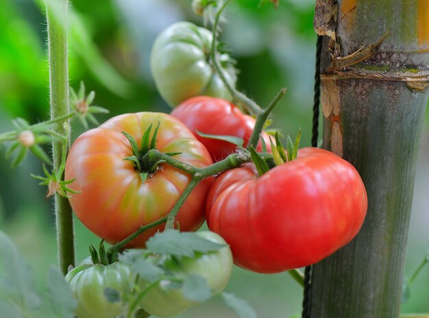 Tomates na árvore.