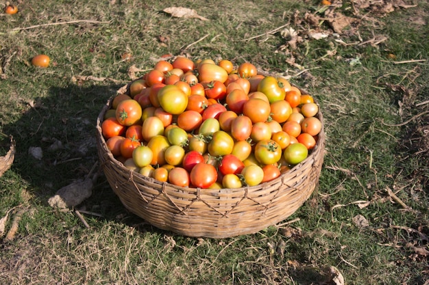 Foto tomates na cesta