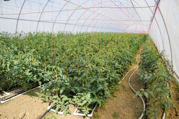 Foto tomates na estufa tomates amarrados nas fileiras da estufa mudas de tomate cultivo de tomates na estufa seedlin