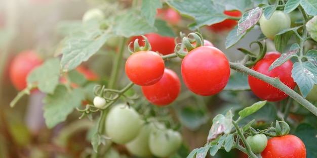 Tomates na fazenda e copie o espaço