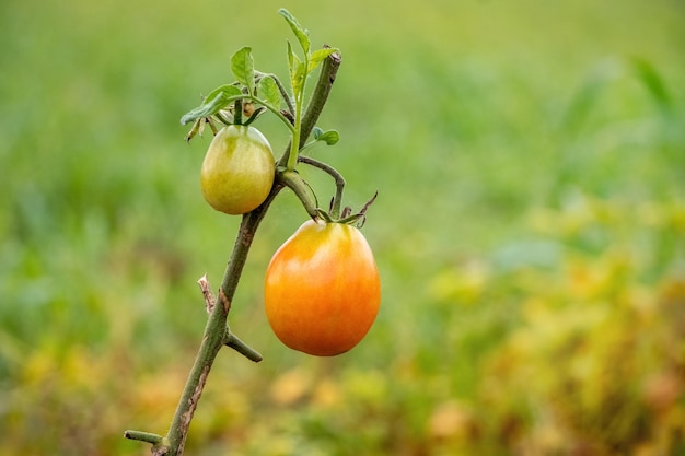 Tomates nas camas durante o amadurecimento do cultivo de tomates