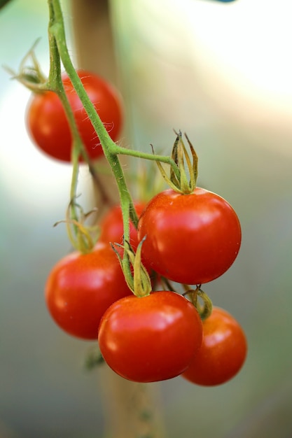 Tomates naturais orgânicos