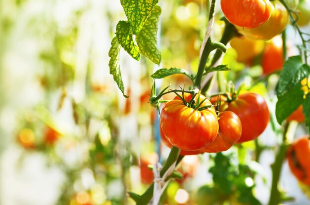 Tomates naturales maduros que crecen en una rama en un invernadero.