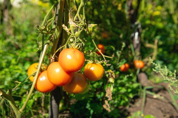 Tomates naturales sanos en el campo