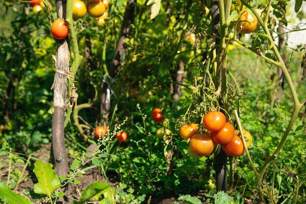 Tomates naturales sanos en el campo