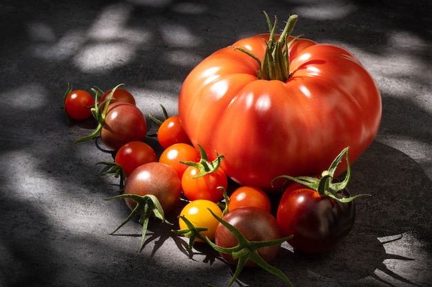 Tomates natureza morta sobre fundo escuro sob luz natural do sol