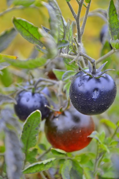 tomates negros en un arbusto