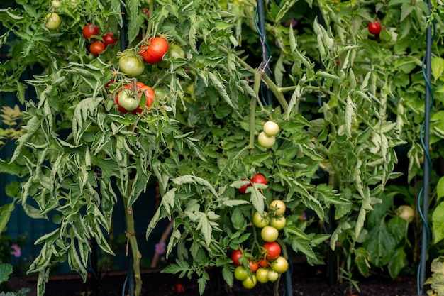 Tomates no jardim verde e vermelho