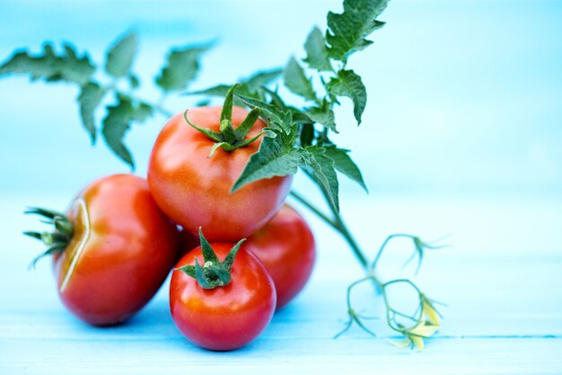 Tomates de una nueva cosecha en una rama