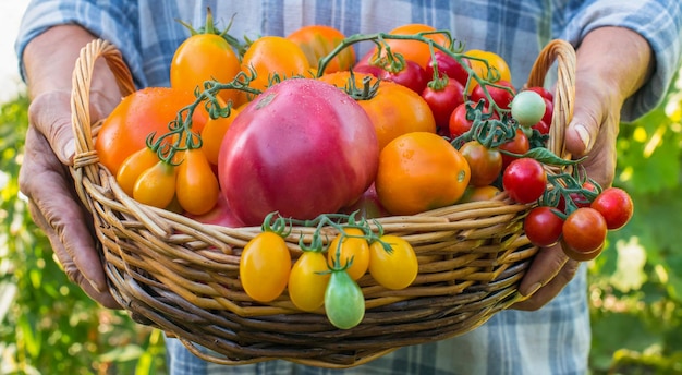 Tomates Orgánicos Coloridos En Cesta En Manos De Agricultores