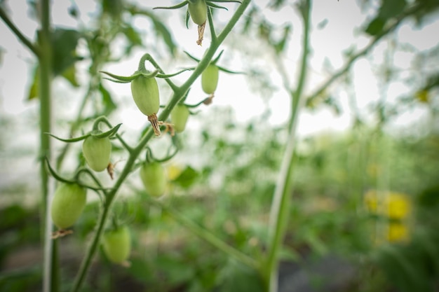 Tomates orgánicos cultivados en áreas controladas en Tailandia