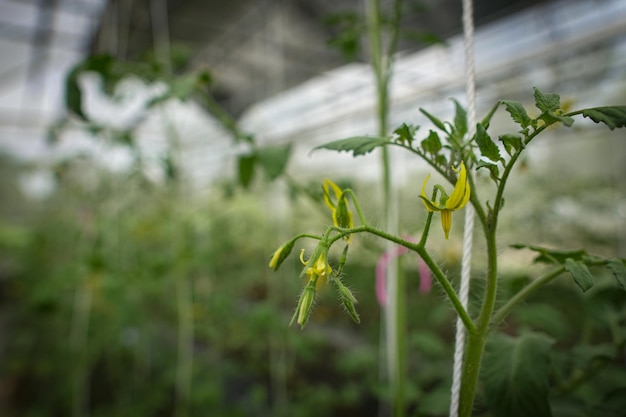 Tomates orgânicos cultivados em áreas controladas na Tailândia