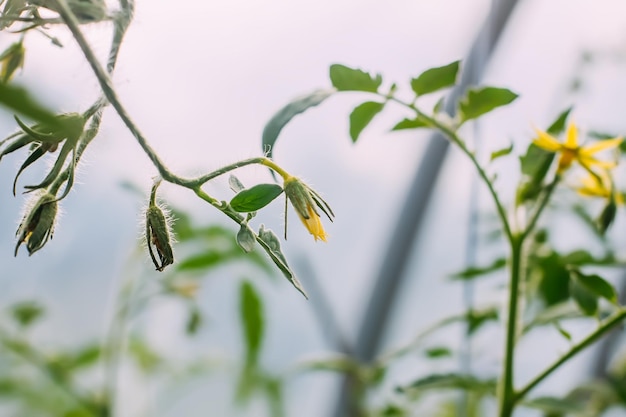 Tomates orgânicos cultivados em uma estufa