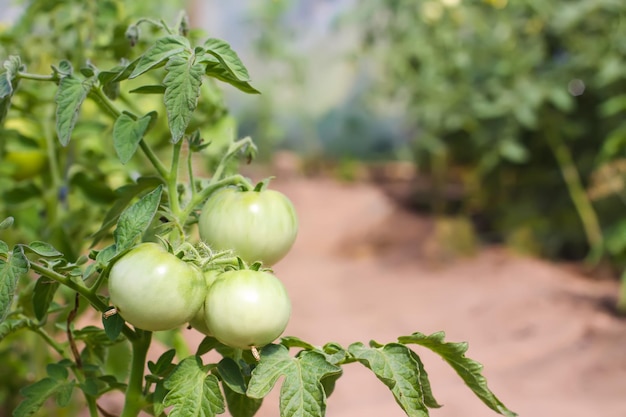 Tomates orgânicos cultivados em uma estufa