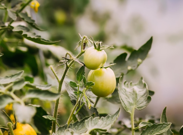 Tomates orgánicos cultivados en invernadero