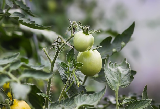 Tomates orgánicos cultivados en invernadero