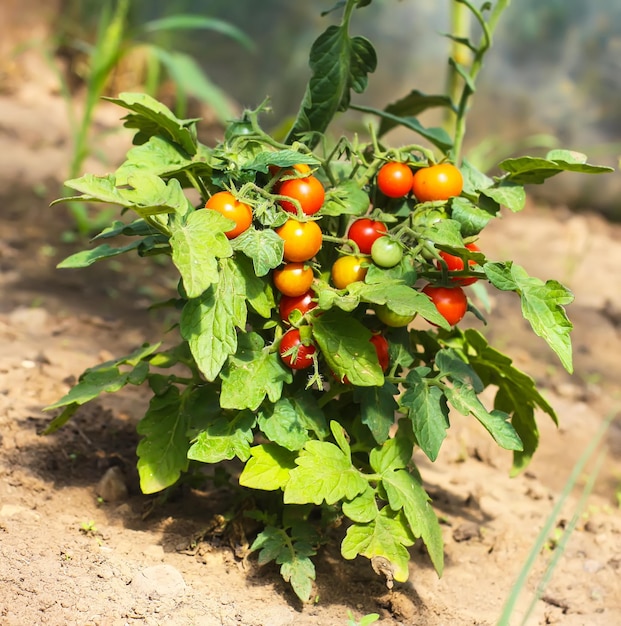 Tomates orgánicos cultivados en invernadero