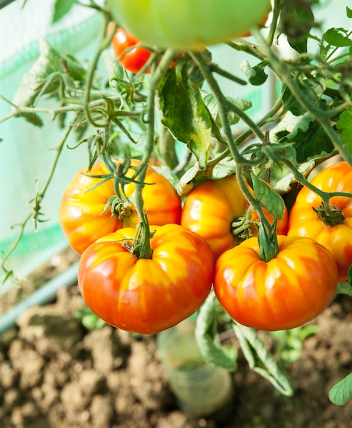 Tomates orgânicos em estufa