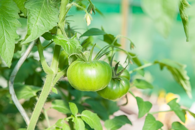 Tomates orgánicos en un invernadero