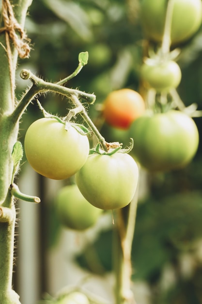 Tomates orgánicos de maduración verde en tomates de vid que crecen en el campo