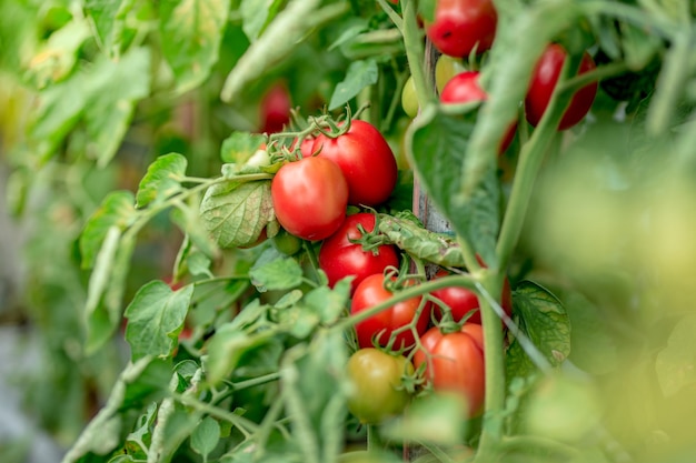 Tomates orgânicos maduros no jardim prontos para a colheita