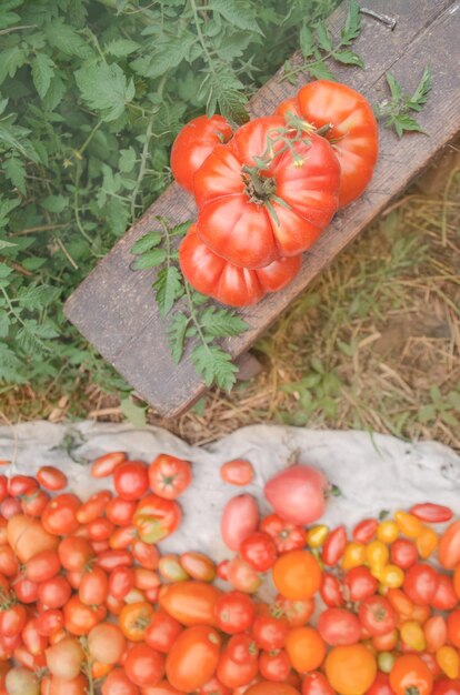 Tomates orgánicos maduros rojos con raíces verdes