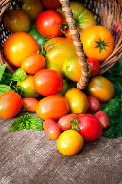 Tomates orgánicos multicolores de cosecha propia