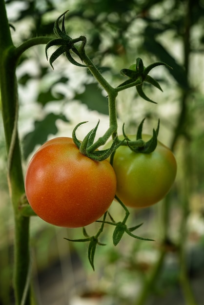 Tomates orgânicos no jardim pronto para colher.