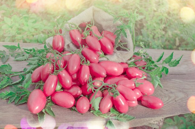 Tomates ovalados oblongos rosados Tomates largos rosados Grupo de tomate en bolsa de tela de saco sobre fondo de madera