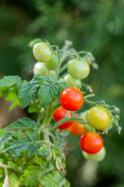 Tomates pequenos pendurados em um galho em uma fotografia macro de dia ensolarado de verão.