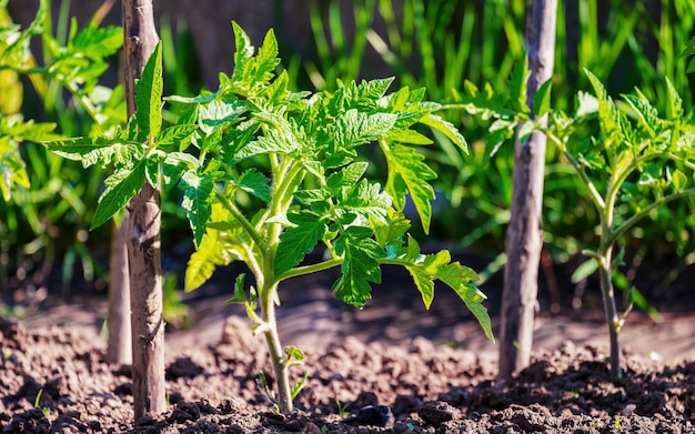 Tomates Una planta joven después de plantar en campo abierto