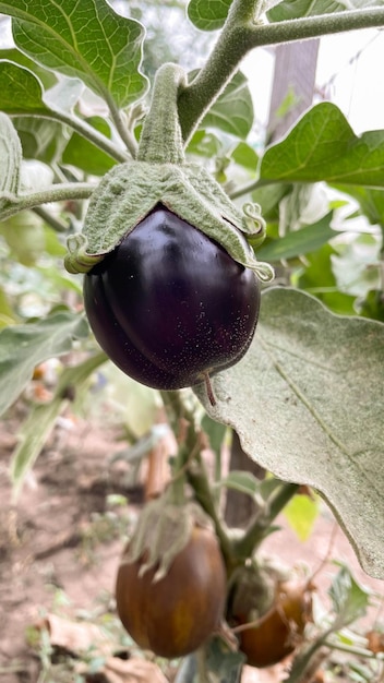 Tomates pretos crescem em galho na horta