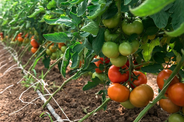 Foto tomates que crecen en bush en el jardín