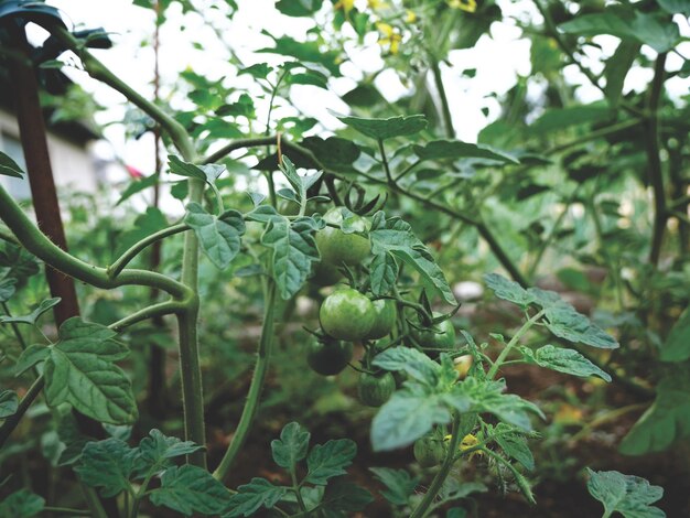 Foto tomates que crecen en el huerto