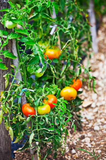 Tomates que crecen en el huerto