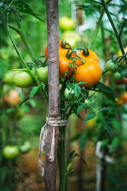 Tomates que crecen en un invernadero. Concepto de cultivo de verduras