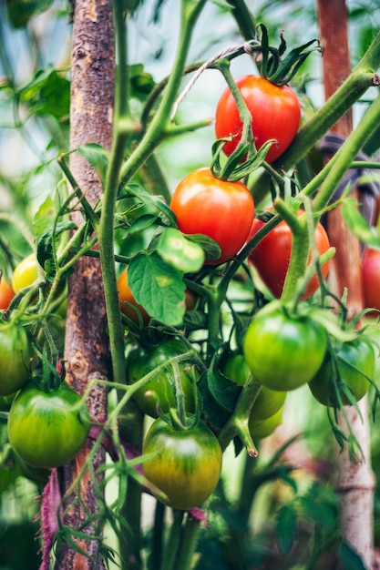 Foto tomates que crecen en un invernadero. concepto de cultivo de verduras