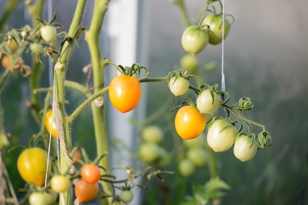 Tomates que crecen en invernadero