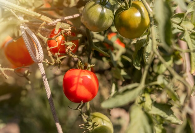 Tomates que crecen en la rama de la planta orgánica con frutos verdes maduros rojos e inmaduros