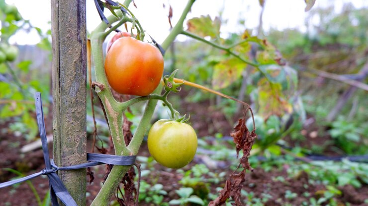Los tomates que están creciendo y aún están en el árbol pronto serán cosechados