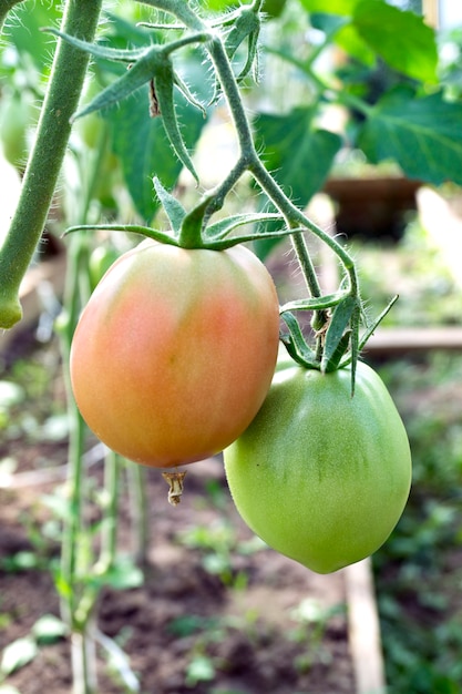 Tomates en una rama en un invernadero.