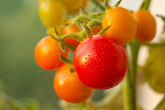 Tomates en una rama de primer plano