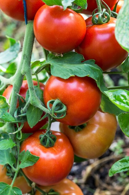 Tomates en una rama.