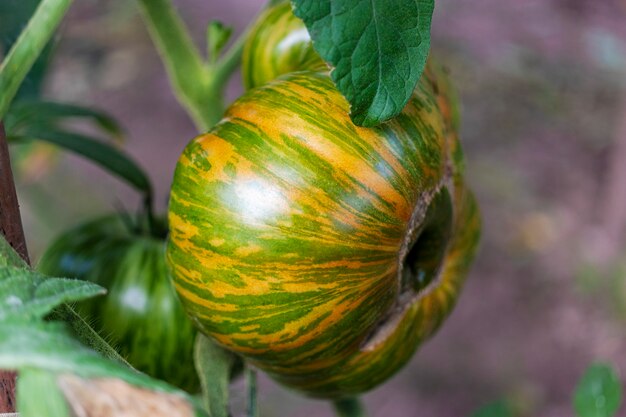 Tomates rayados Cebra verde que crece en la rama, tomates frescos crecen en un invernadero, primer plano.