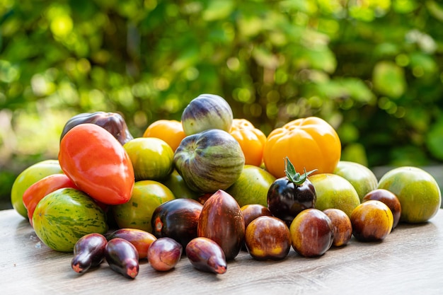 Tomates recém-colhidos de diferentes variedades e cores em uma mesa no jardim closeup