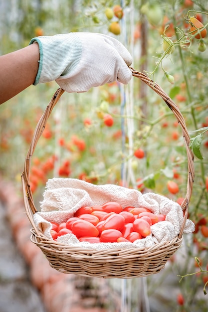 Tomates recién cosechados en una canasta de madera