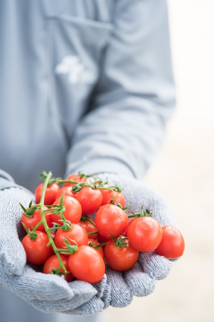 Foto tomates recolectados frescos o tomates orgánicos rojos sabrosos maduros en las manos del granjero.