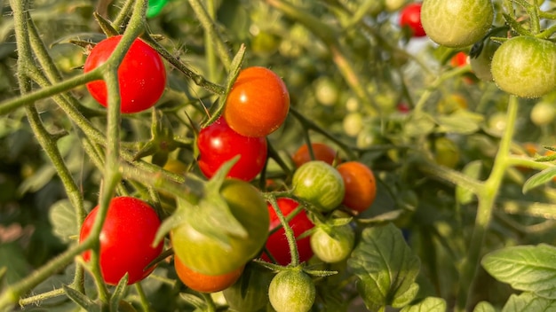 Tomates redondos pequenos maduros no jardim